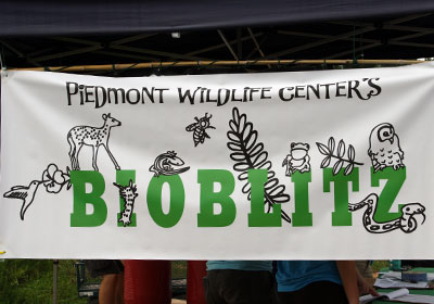 2013-BioBlitz