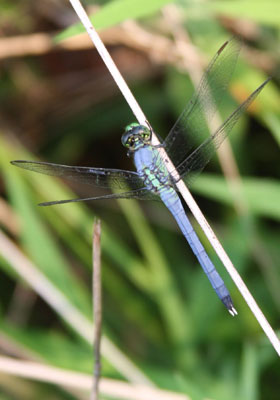 2013-BioBlitz