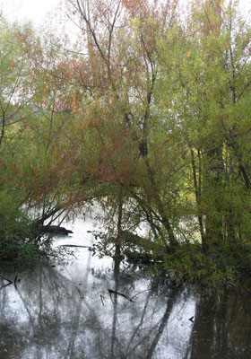 2013-BioBlitz