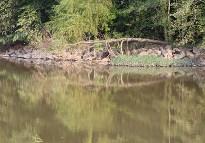 2013-BioBlitz