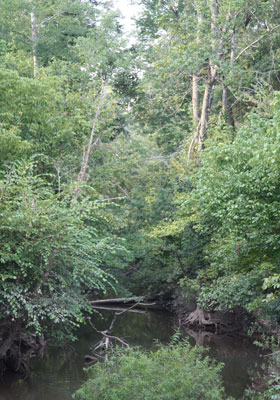 2013-BioBlitz