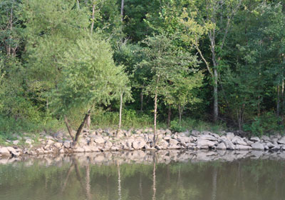 2013-BioBlitz