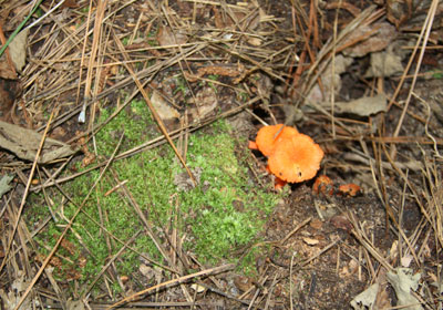 2013-BioBlitz