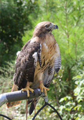 2013-BioBlitz