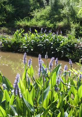 2013-BioBlitz