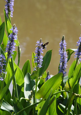 2013-BioBlitz