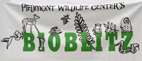 2013-BioBlitz & Auction