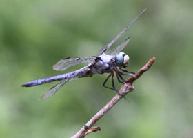 2013-BioBlitz & Auction