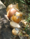 Gourds Class